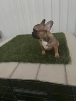 Male 2, a male French Bulldog for sale in Katy, TX – 2 of 8