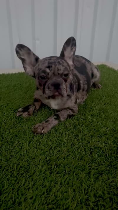 Female 1, a female French Bulldog for sale in Katy, TX – 4 of 4