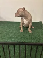 Female #1, a female American Bully for sale in Las Vegas, NV – 5 of 6