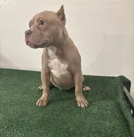 Female #1, a female American Bully for sale in Las Vegas, NV – 1 of 6