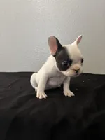 Frenchie Female #2, a female French Bulldog for sale in Las Vegas, NV – Photo 4 of 5