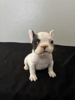 Frenchie Female #2, a female French Bulldog for sale in Las Vegas, NV – Photo 3 of 5