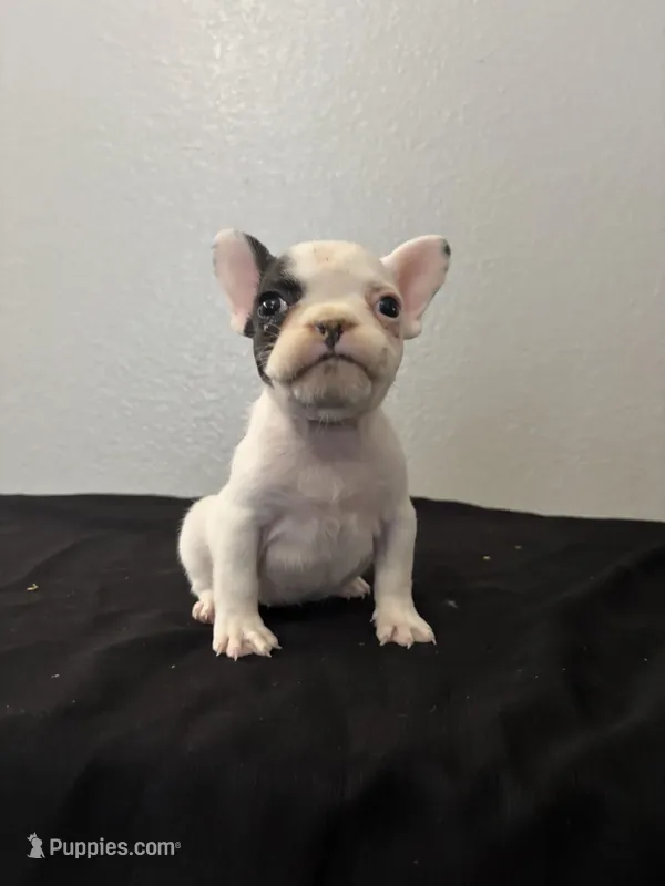 Frenchie Female #2 – French Bulldog puppy for sale in Las Vegas, NV