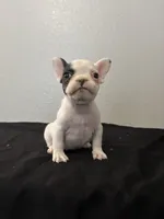 Frenchie Female #2, a female French Bulldog for sale in Las Vegas, NV – Photo 1 of 5
