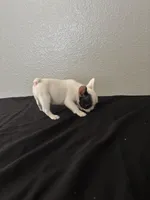 Frenchie Female #2, a female French Bulldog for sale in Las Vegas, NV – Photo 5 of 5