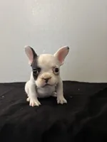 Frenchie Female #2, a female French Bulldog for sale in Las Vegas, NV – Photo 2 of 5