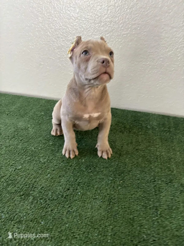 Bully Girl 1 – American Bully puppy for sale in Las Vegas, NV