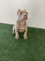 Bully Girl 1, a female American Bully for sale in Las Vegas, NV – Photo 1 of 3