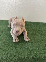 Bully Girl 1, a female American Bully for sale in Las Vegas, NV – Photo 3 of 3