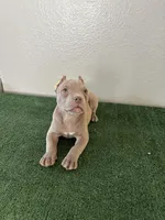 Bully Girl 1, a female American Bully for sale in Las Vegas, NV – Photo 2 of 3