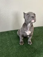 Female #4, a female American Bully for sale in Las Vegas, NV – Photo 2 of 4