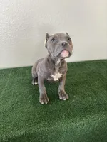 Female #4, a female American Bully for sale in Las Vegas, NV – Photo 3 of 4