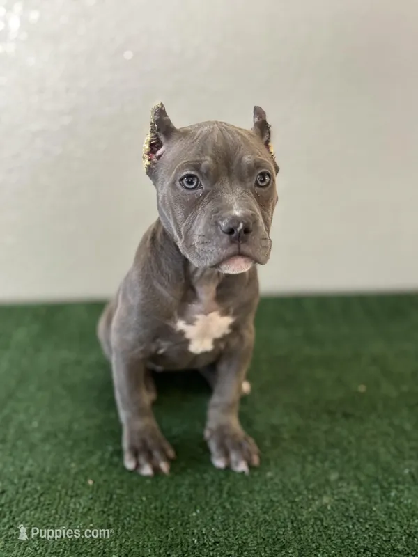 Female #4 – American Bully puppy for sale in Las Vegas, NV