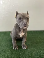 Female #4, a female American Bully for sale in Las Vegas, NV – Photo 1 of 4