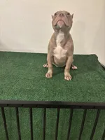 Female #1, a female American Bully for sale in Las Vegas, NV – 4 of 6