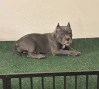 Female #3, a female American Bully for sale in Las Vegas, NV – 3 of 4