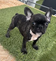 Female 1, a female French Bulldog for sale in Houston, TX – 3 of 4