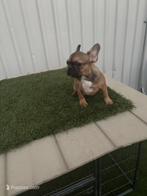 Male 2, a male French Bulldog for sale in Katy, TX – 1 of 8