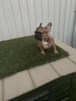 Male 2, a male French Bulldog for sale in Katy, TX – 1 of 8