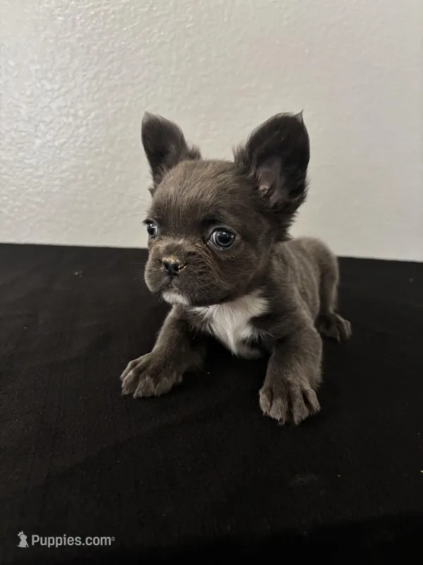 Frenchie Female 1  – French Bulldog puppy for sale in Las Vegas, NV