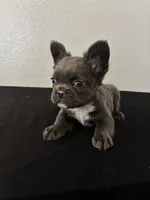 Frenchie Female 1 , a female French Bulldog for sale in Las Vegas, NV – Photo 1 of 3