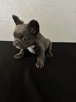 Frenchie Female 1 , a female French Bulldog for sale in Las Vegas, NV – Photo 2 of 3