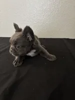 Frenchie Female 1 , a female French Bulldog for sale in Las Vegas, NV – Photo 3 of 3