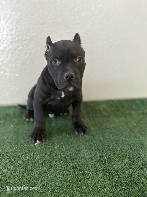 Male #1 – American Bully puppy for sale in Las Vegas, NV