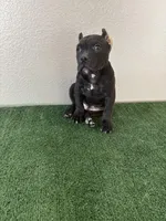 Male #1, a male American Bully for sale in Las Vegas, NV – Photo 3 of 3