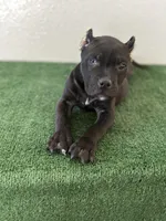 Male #1, a male American Bully for sale in Las Vegas, NV – Photo 2 of 3