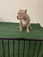 Female #1, a female American Bully for sale in Las Vegas, NV – 6 of 6