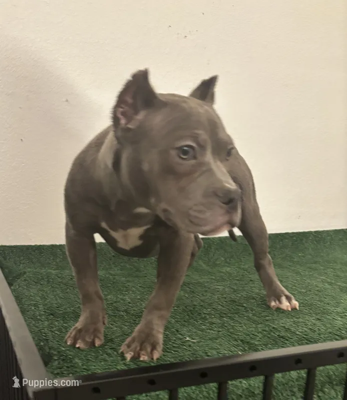 Female #4 – American Bully puppy for sale in Las Vegas, NV