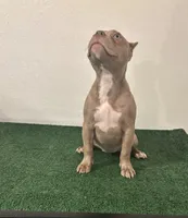 Female #1, a female American Bully for sale in Las Vegas, NV – 3 of 6