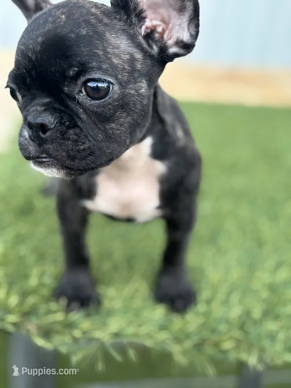 Female 1 – French Bulldog puppy for sale in Houston, TX