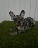 Female 1, a female French Bulldog for sale in Katy, TX – 2 of 4
