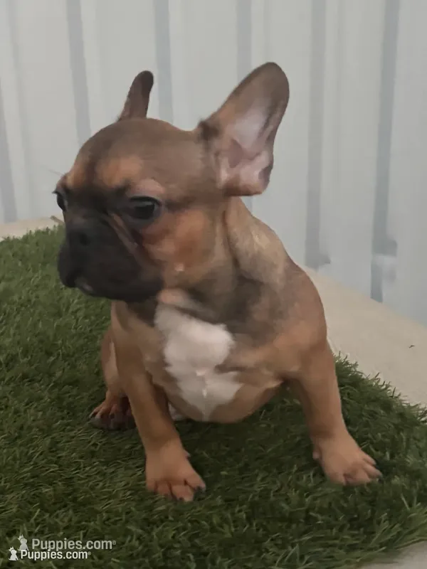 Male 2 – French Bulldog puppy for sale in Katy, TX