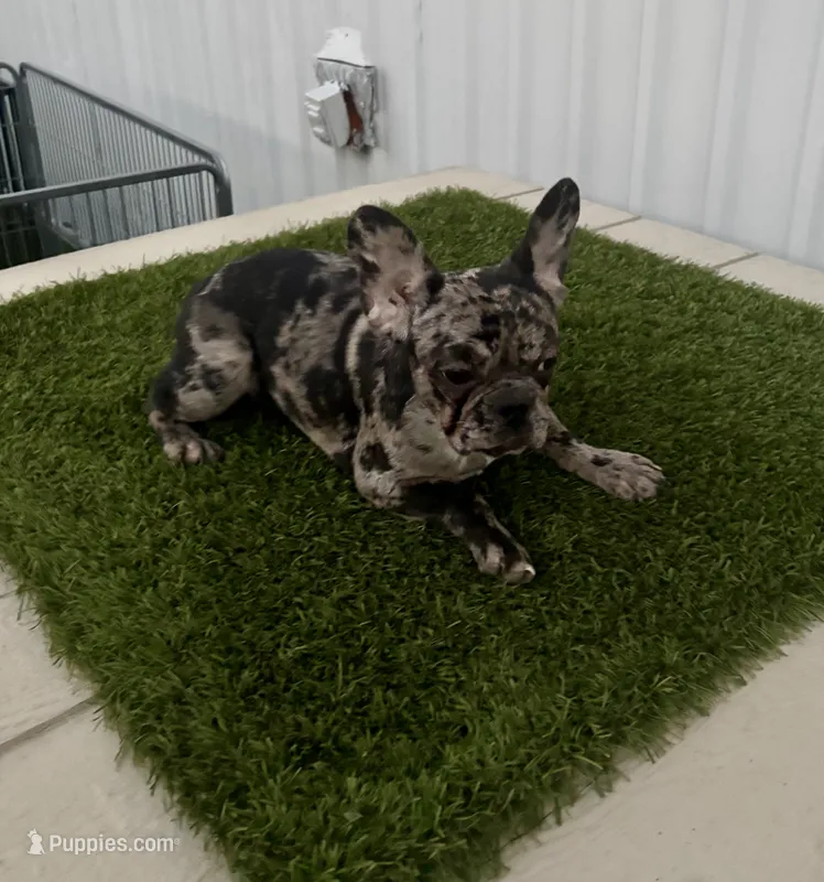 Female 1, a female French Bulldog for sale in Katy, TX – 1 of 4
