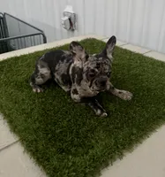 Female 1, a female French Bulldog for sale in Katy, TX – 1 of 4