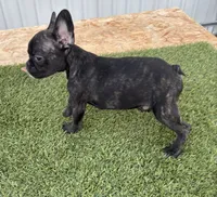 Female 1, a female French Bulldog for sale in Houston, TX – 4 of 4