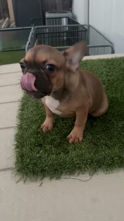 Male 2, a male French Bulldog for sale in Katy, TX – 8 of 8