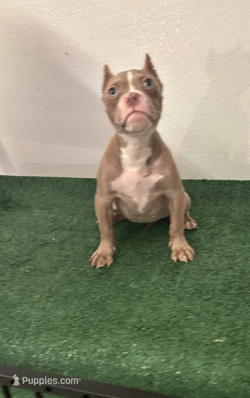 Female #2 – American Bully puppy for sale in Las Vegas, NV