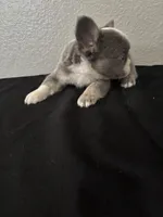 Frenchie Female #3, a female French Bulldog for sale in Las Vegas, NV – Photo 2 of 4