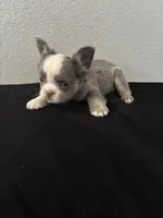 Frenchie Female #3, a female French Bulldog for sale in Las Vegas, NV – Photo 3 of 4