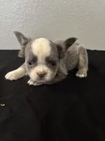 Frenchie Female #3, a female French Bulldog for sale in Las Vegas, NV – Photo 4 of 4