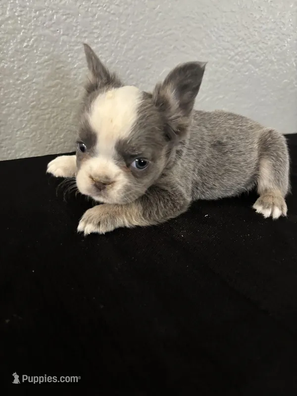 Frenchie Female #3 – French Bulldog puppy for sale in Las Vegas, NV