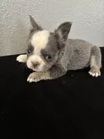 Frenchie Female #3, a female French Bulldog for sale in Las Vegas, NV – Photo 1 of 4
