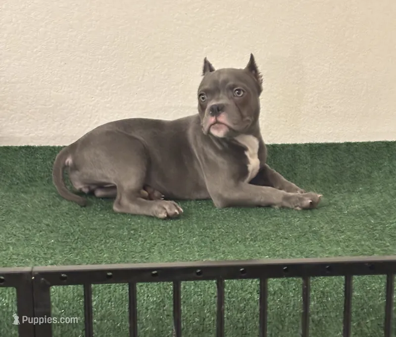 Female #3 – American Bully puppy for sale in Las Vegas, NV