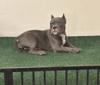 Female #3, a female American Bully for sale in Las Vegas, NV – 1 of 4