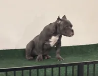 Female #3, a female American Bully for sale in Las Vegas, NV – 2 of 4