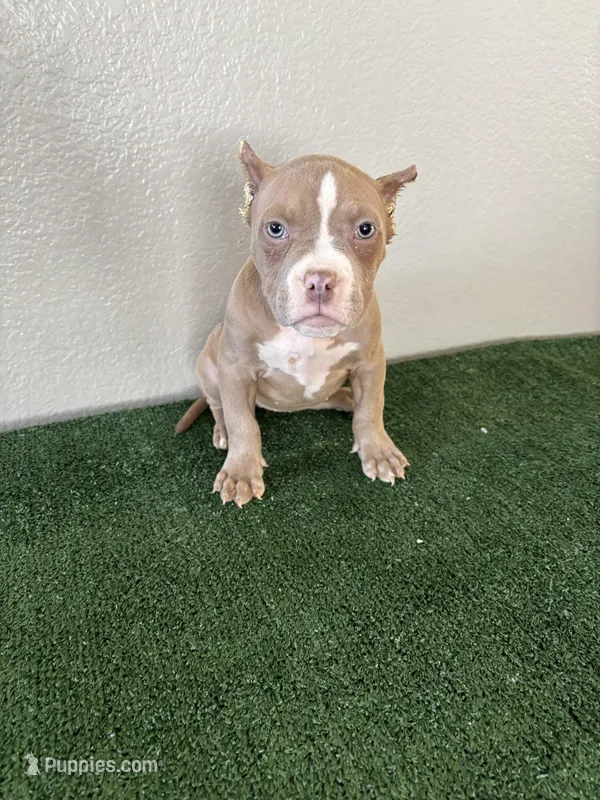 Female #2, a female American Bully for sale in Las Vegas, NV – Photo 1 of 2